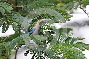 The burnished-buff tanager (Stilpnia cayana) in Colombia