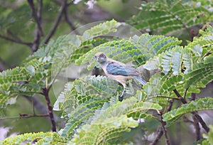 The burnished-buff tanager (Stilpnia cayana) in Colombia