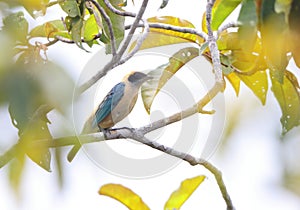 The burnished-buff tanager (Stilpnia cayana) in Colombia photo