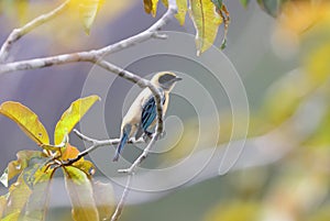 The burnished-buff tanager (Stilpnia cayana) in Colombia photo