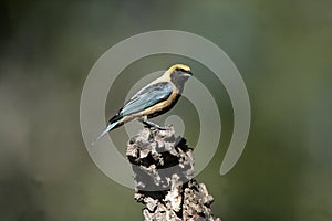 Burnished-buff tanager, Tanagara cayana photo