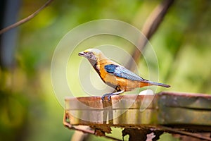 Burnished-buff Tanager Tangara Cayana AKA Saira Amarela bird eating banana in Brazil`s countryside