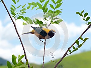 Burnished-buff Tanager Tangara cayana isolated on the branch of a tree in the Brazilian rainforest