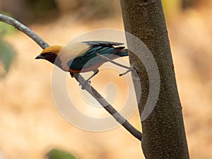 Burnished-buff Tanager Tangara cayana isolated on the branch of a tree in the Brazilian rainforest