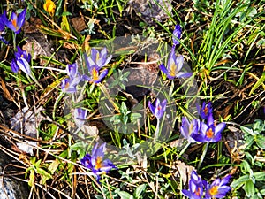 The first sign of Spring with Crocuses growing in a public park in Burnley Lancashire