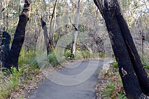 Burnned tree showing signs of recovbery from bushfires