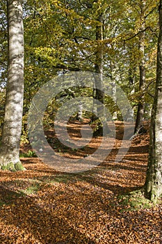 Burns Walk path at Glen Esk in Angus, Scotland.