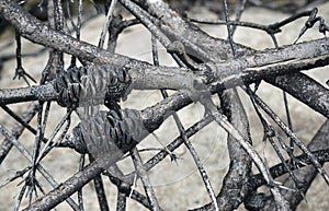 Burnt Australian Banksia tree branches after a bushfire