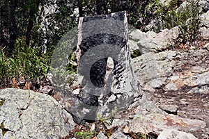 Burnt australian tree in mountain Ninderry