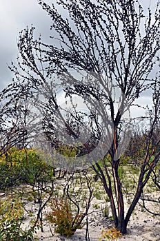 Burnt Australian trees regenerating after bushfire in heath