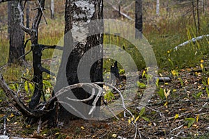 Burnt birch tree close up in Finland