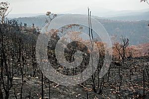 Burnt black trees and bushes damaged by severe wildfire. Bushfire. Forest fire