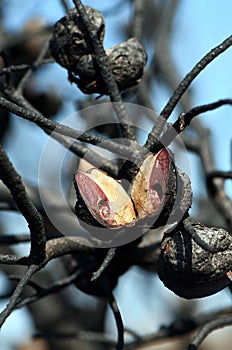 Burnt and blackened fruit or seed pod of the Australian native Needlebush, Hakea sericea, family Proteaceae