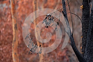 Burnt blackened leaves against a backdrop of browned leaves, after bush fire