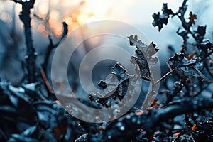 Burnt branches and leaves of trees. Sunset. Close-up