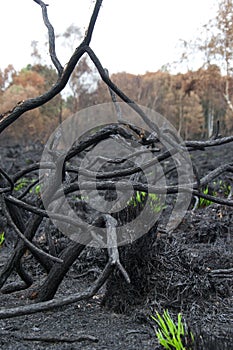 Burnt branches, tangled and interwoven after a forest fire