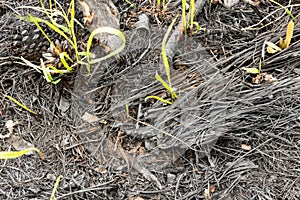 Burnt bumps and needles with pine in the woods after fire background texture