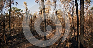 Burnt Bush from Brush Fire - Northern Territory