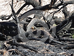 Burnt bush after a fire.