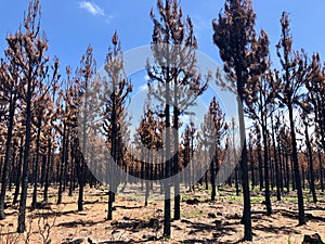 Burnt bush land after a bushfire near Knysna