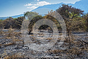 Burnt bushes and trees during dry season