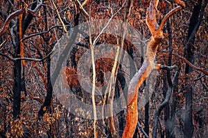 Burnt and charred bush land in Australia after bush fires