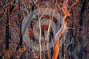 Burnt and charred bush land in Australia after bush fires photo