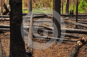 Burnt charred fallen trees after a forest fire