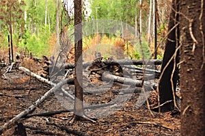 Burnt charred fallen trees after a forest fire