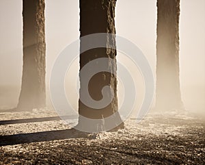 Burnt and charred pine tree trunks in mist.