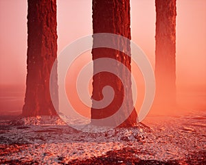 Burnt and charred pine tree trunks in mist.