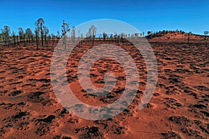 Burnt country in rural central Australia