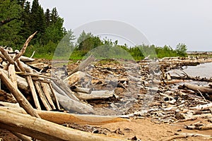 Burnt driftwood on the edge of a sandy shore