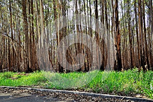 Burnt Eucalyptus forest resurging