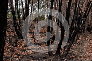 Burnt eucalyptus trees suffered from firestorm