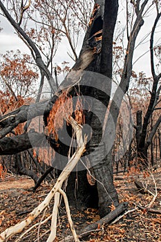 Burnt eucalyptus trees suffered from firestorm