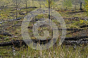 Burnt fallen trees in Finland photo