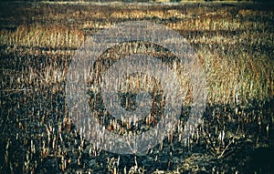 Burnt fields and dry grass