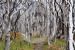 Burnt forest charred by ghostly trees - Torres del Paine - Chilean Patagonia