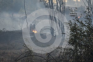 Burnt forest after the fire.