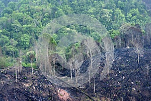 Burnt forest on mountain