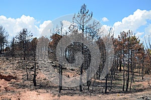 Burnt forest