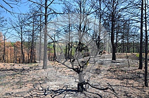 Burnt forest