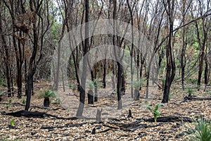 Burnt forest remains after bushfire in Yanchep National Park