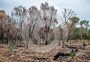 Burnt forest remains after bushfire in Yanchep National Park