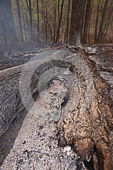 Burnt forest scene.