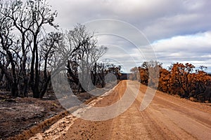 Burnt forest in Western Australia after dangerous wildfires