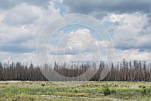 Burnt Forest After Wildfire