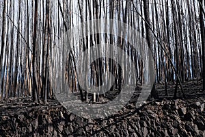 Burnt Forest photo