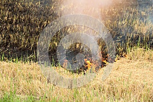 Burnt grass in the field after the fire. Close up.